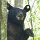 Illustration for article titled Why Did Ole Miss Pick A Louisiana Black Bear As Their New Mascot?